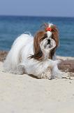 SHIH TZU 070